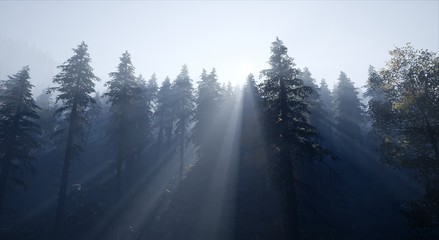 Fototapeta na wymiar Landscape - Road in a forest with haze sun rays shine through trees