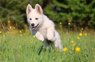 Schäferhund