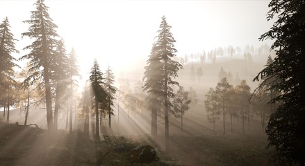 Landscape - Sunrise over a forest with haze and mountain in background