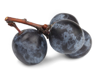 The fruits of blackthorns isolated on white, macro