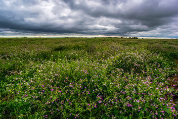 Rural landscape stormy, Buenos Aires province , Argentina