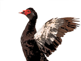 illustration portrait cairina moschata duck large chocolate