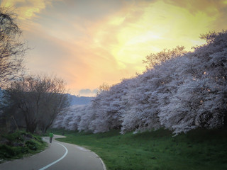 A jogging track along a row of large cherry trees in full bloom, and beautiful sunset in the background, located in Kyoto Prefecture's Yodogawa famous for cherry blossoms during springtime in Japan.