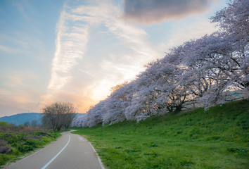 A jogging track along a row of large cherry trees in full bloom, and beautiful sunset in the background, located in Kyoto Prefecture's Yodogawa famous for cherry blossoms during springtime in Japan.