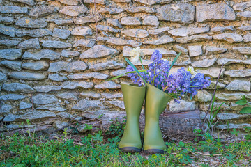 Spring gardening concept: bouquet of wild blue hyacinths flowers in the rubber boots near the old stones wall. Sunlight, copy space