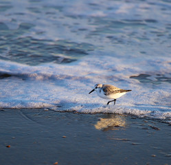 Sandpiper om Beach