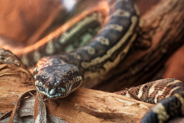 Carpet python (Morelia spilota) at zoo park