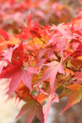 秋、紅葉