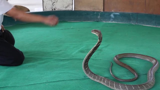 trainer working with a cobra