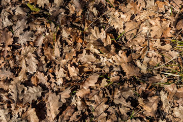 fallen autumn leaves as a background in forest