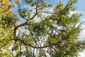 Bunch of juniper berries on a green branch in autumn