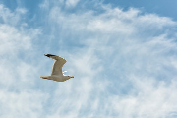 Common gull in flight with blue sky in the background