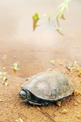 Marsh turtle (Еmys оrbiсulаris) on the sand at the river