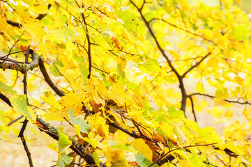 autumn yellow leaves