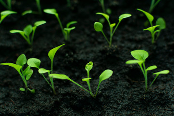 Young petunia seedlings. Independent cultivation of petunias from seeds.