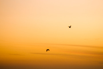 evening seagulls