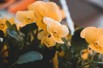 Foto op Canvas Blumen, Narcisse, Gelb, Schön, Leben, Hintergrund © mkstudio001