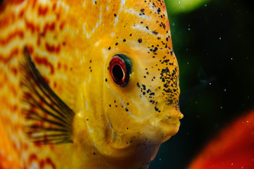 Diskufisch, Fisch, Aquarium, Makro, Macro, Hintergrund, Textur