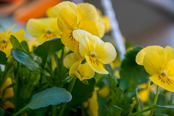 Blumen, Narcisse, Gelb, Schön, Leben, Hintergrund