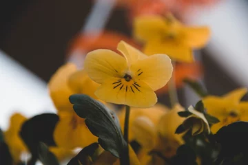 Fensteraufkleber Blumen, Narcisse, Gelb, Schön, Leben, Hintergrund © mkstudio001