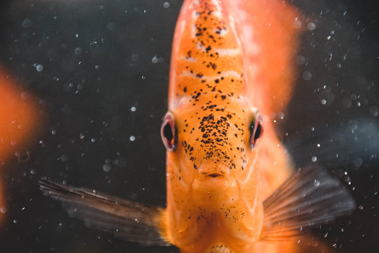 Diskufisch, Fisch, Aquarium, Makro, Macro, Hintergrund, Textur, Mund, Fressen