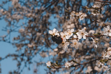 Hummel, Biene, Wespe, Insekt, Polen, Blüten, Frühling, Weiß, Kirschblüten, Sommer, Macro