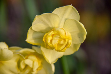 Narcissus, Narzisse, Narzissen, Blumen, Gras, Wiese, Fr&uuml;hling, Gelb, Makro