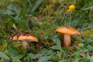Rare mushroom Tricholoma aurantium also known as golden orange tricholoma in the moss spruce forest. Inedible fungus, natural environment.