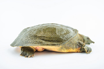 Fototapeta premium Closeup of a fresh and raw turtle head