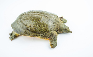 Closeup of a fresh and raw turtle head