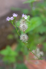 Weed flower in the yard