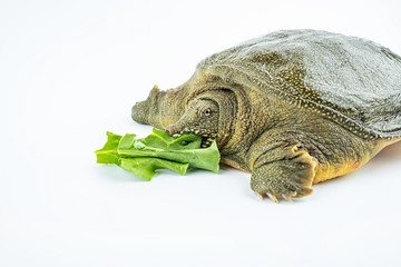 A fresh and lively turtle is biting lettuce leaves on a white background