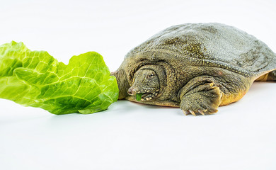 A fresh and lively turtle is biting lettuce leaves on a white background