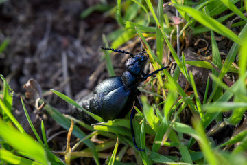 Ölkäfer, Meloidae, Geschlecht, Käfer, Krabbeln, Gras, Makro