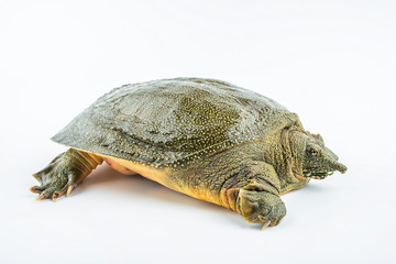 Closeup of a fresh and raw turtle head