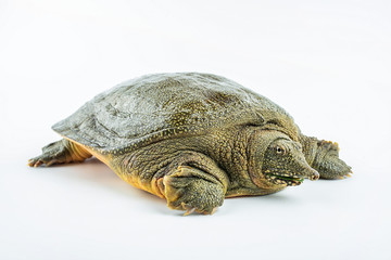 Closeup of a fresh and raw turtle head