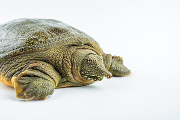 Closeup of a fresh and raw turtle head