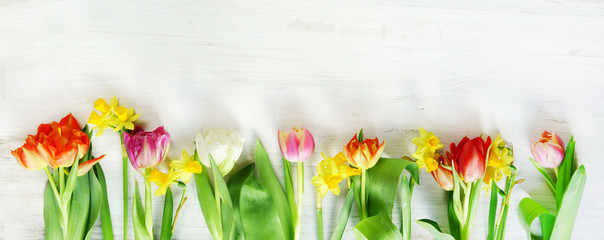 Frühling, Ostern, Narzissen, Osterglocken, Tulpen, Banner, Header, Headline, Panorama, Textraum,...