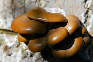 Old pleurotus mushrooms.artvin/turkey