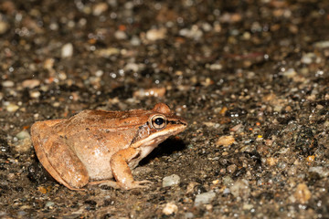 Female wood frog migrating to a spring breeding pond - Lithobates sylvaticus