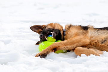 A german shepherd puppy dog playing with a ball at winter