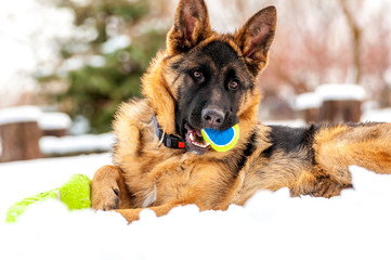 A german shepherd puppy dog playing with a ball at winter