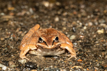 Female wood frog migrating to a spring breeding pond - Lithobates sylvaticus