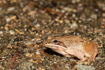 Female wood frog migrating to a spring breeding pond - Lithobates sylvaticus