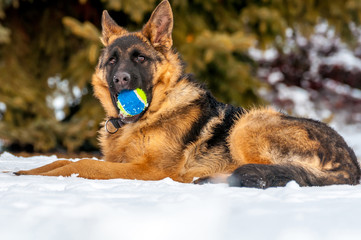 A german shepherd puppy dog playing with a ball at winter