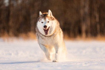 Fototapeta na wymiar Crazy, happy and funny beige and white dog breed siberian husky running on the snow in the winter field.