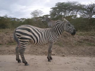 Fototapeta na wymiar Zebra Lake Nakuru