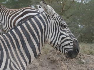 Fototapeta na wymiar Zebra Lake Nakuru