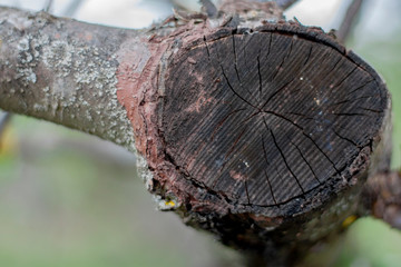 The trunk of an old tree sawed off. Cracks in the trunk, bark, top view, close-up.