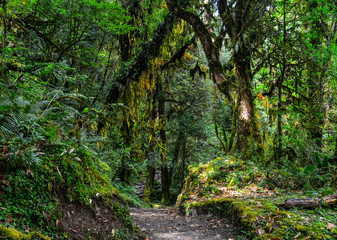 Obraz premium Hiking trail in green summer forest
